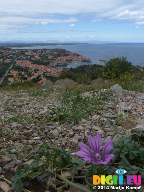 FZ007688 Flower at fort and view of Collioure